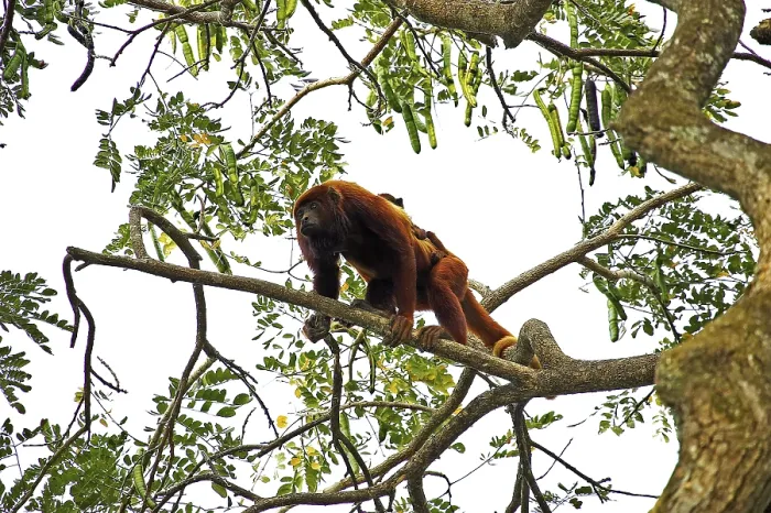 Framed Print : Red Howler Monkey (alouatta seniculus) Framed Print : Red Howler Monkey (alouatta seniculus)