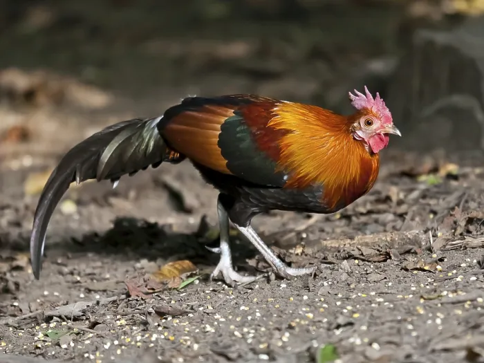 Framed Print : Red junglefowl (Gallus gallus)