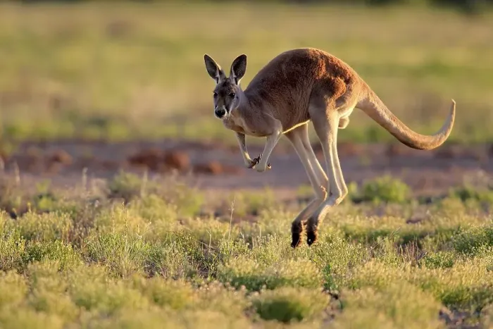 Framed Print : Red kangaroo (Macropus rufus), adult Framed Print : Red kangaroo (Macropus rufus), adult