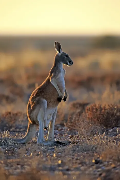 Framed Print : Red Kangaroo (Macropus rufus), adult male