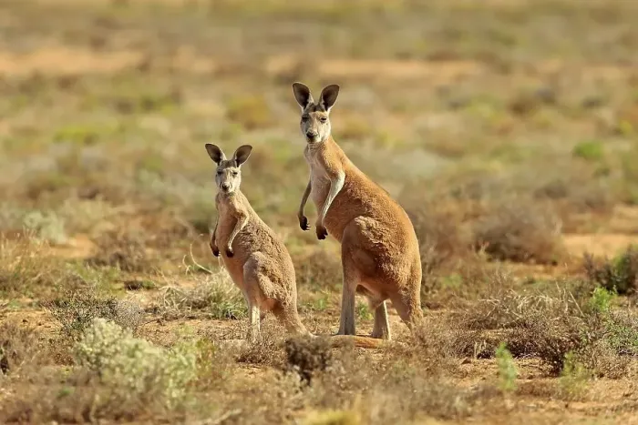 Framed Print : Red kangaroo (Macropus rufus), adult with young Framed Print : Red kangaroo (Macropus rufus), adult with young