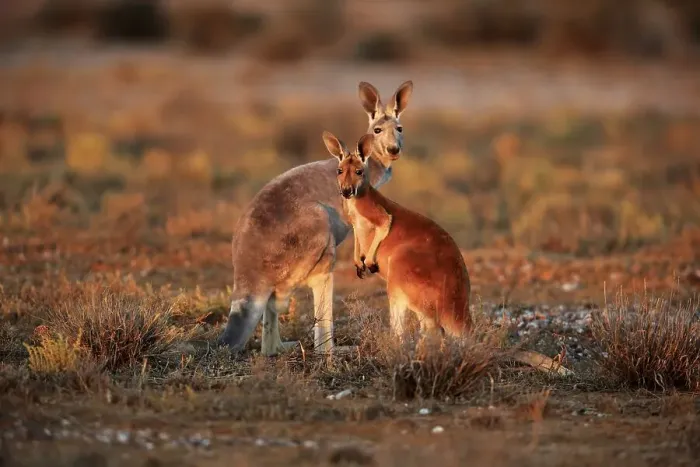 Framed Print : Red kangaroo (Macropus rufus), female with half-grown young
