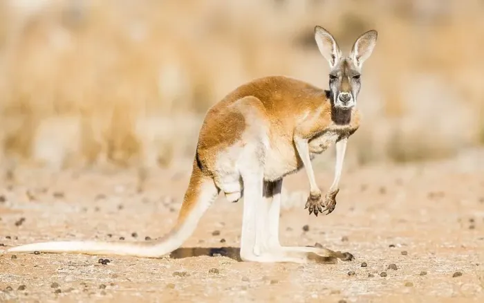 Framed Print : Red kangaroo (Macropus rufus), in habitat Framed Print : Red kangaroo (Macropus rufus), in habitat