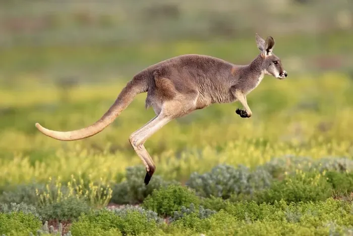 Framed Print : Red Kangaroo (Macropus rufus) jumping adult Framed Print : Red Kangaroo (Macropus rufus) jumping adult