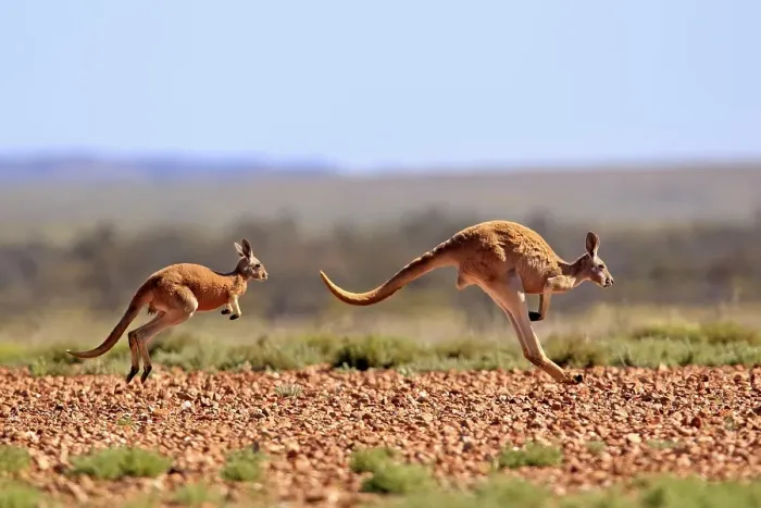 Framed Print : Red Kangaroo (Macropus rufus) jumping adult female and young Framed Print : Red Kangaroo (Macropus rufus) jumping adult female and young