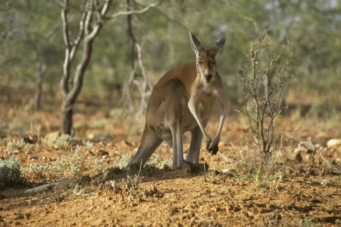 Framed Print : Red Kangaroo (Macropus rufus), male