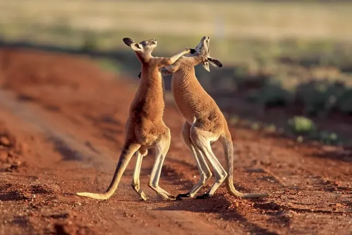 Framed Print : Red Kangaroo (Macropus rufus), male adults fighting Framed Print : Red Kangaroo (Macropus rufus), male adults fighting