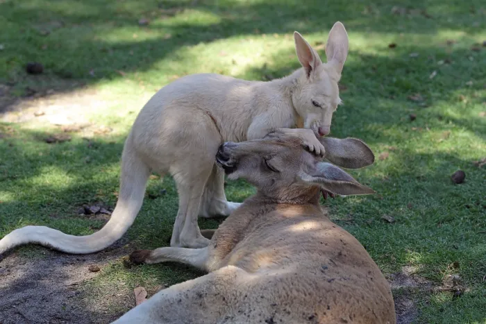 Framed Print : Red kangaroo (Macropus rufus), Red Giant Kangaroo