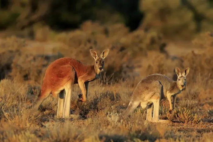Framed Print : Red kangaroos (Macropus rufus)