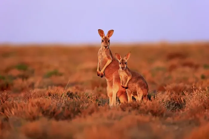 Framed Print : Red kangaroos (Macropus rufus) Framed Print : Red kangaroos (Macropus rufus)