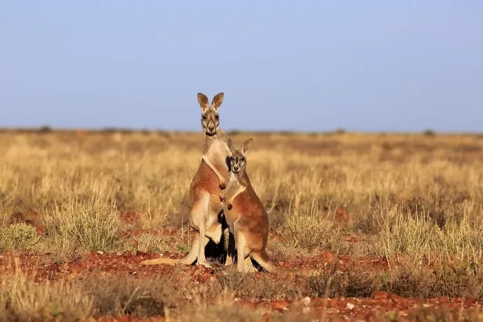 Framed Print : Red kangaroos (Macropus rufus)