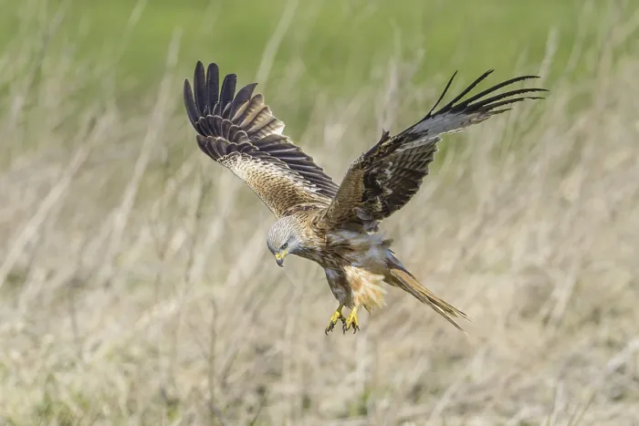 Framed Print : Red kite (Milvus milvus)