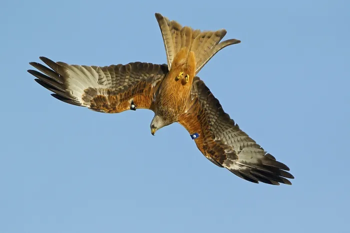 Framed Print : Red kite (Milvus milvus) adult