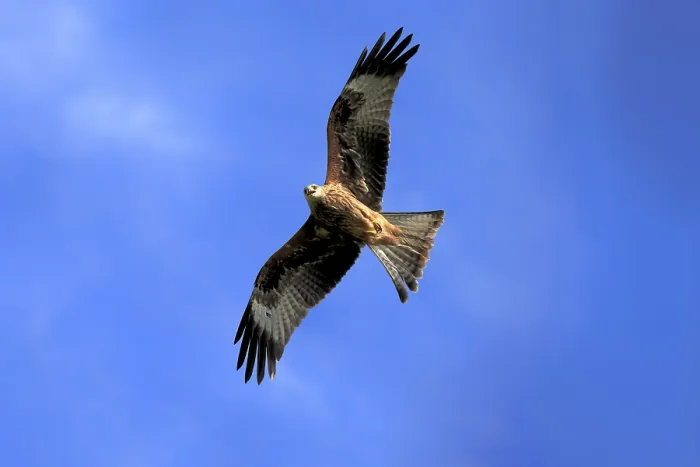 Framed Print : Red kite (Milvus milvus), adult flying Framed Print : Red kite (Milvus milvus), adult flying