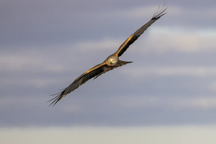 Framed Print : Red Kite (Milvus milvus) in flight Framed Print : Red Kite (Milvus milvus) in flight