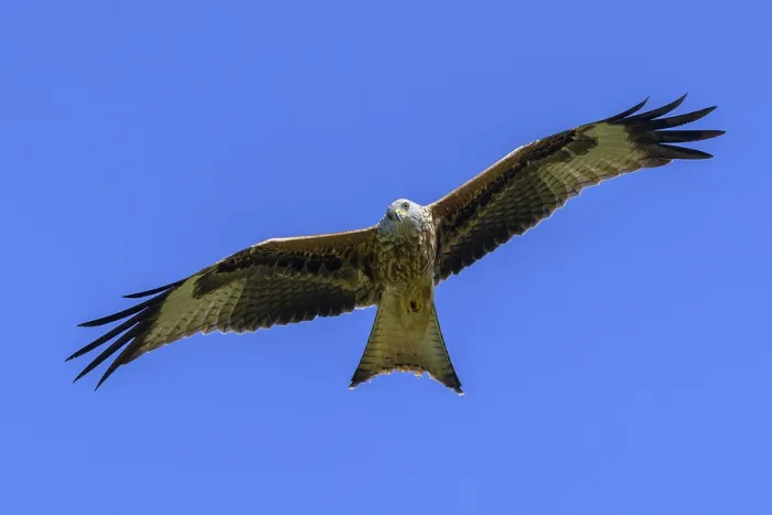 Framed Print : Red Kite (Milvus milvus), in flight