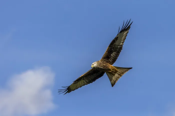 Framed Print : Red Kite (Milvus milvus) in flight