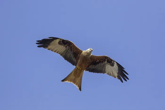 Framed Print : Red kite (Milvus milvus) in flight against blue sky