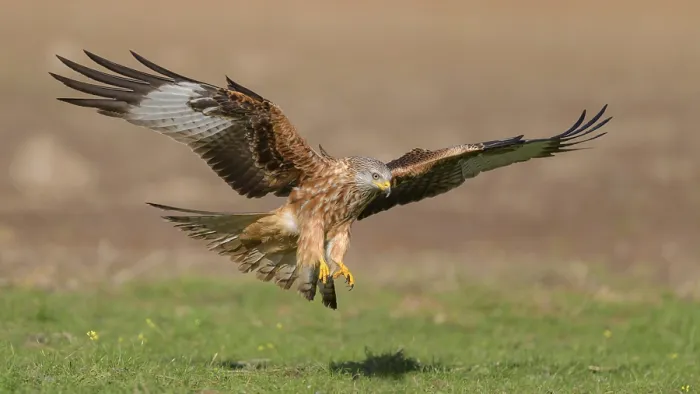Framed Print : Red kite (Milvus milvus), in flight landing in a meadow Framed Print : Red kite (Milvus milvus), in flight landing in a meadow