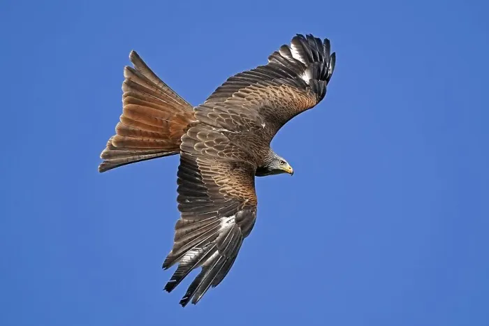 Framed Print : Red kite (Milvus milvus) flying, Germany, Europe Framed Print : Red kite (Milvus milvus) flying, Germany, Europe