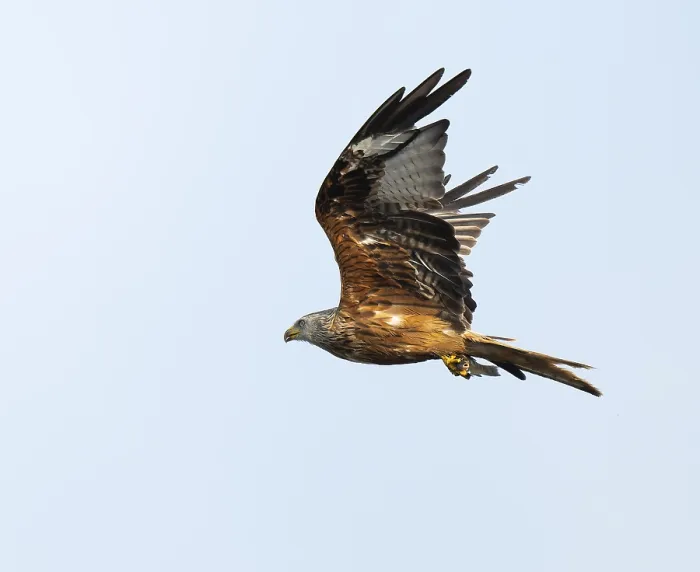 Framed Print : Red kite (Milvus milvus) flying with prey fish in catches