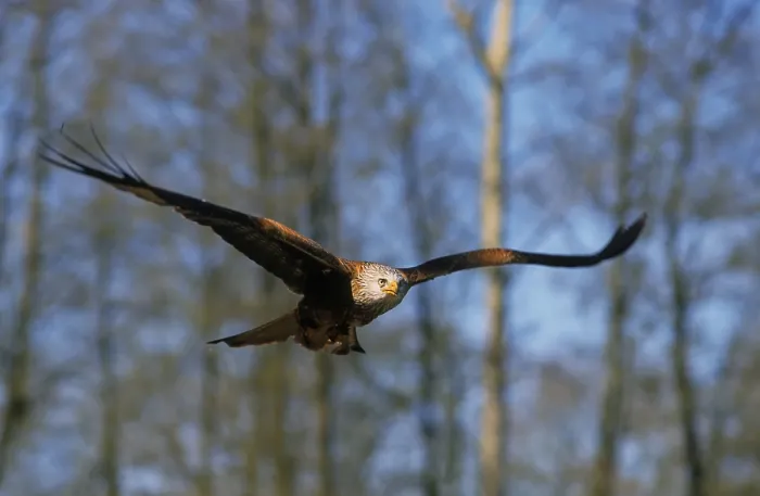 Framed Print : Red Kite (Milvus milvus), Red Kite Framed Print : Red Kite (Milvus milvus), Red Kite