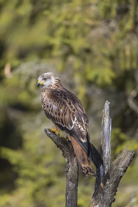 Framed Print : One Red kite, Milvus milvus, sitting on a dead tree in early morning light and green forest in the background Framed Print : One Red kite, Milvus milvus, sitting on a dead tree in early morning light and green forest in the background