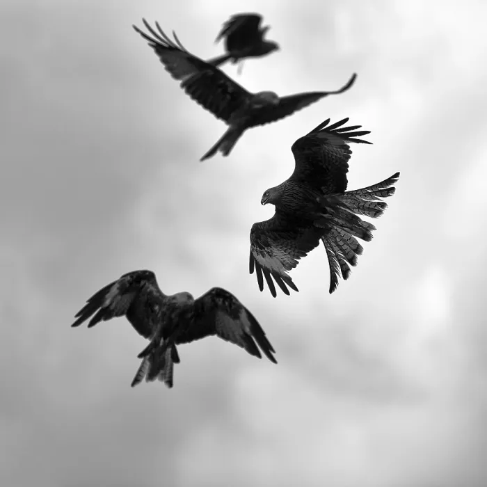 Framed Print : Red kites (Milvus milvus) in flight Framed Print : Red kites (Milvus milvus) in flight