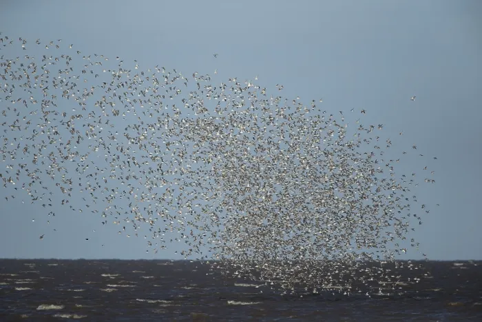 Framed Print : Red knot (Calidris canutus) adult wading birds flying at hide tide in a flock over the sea