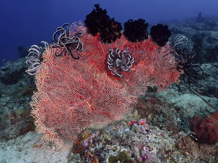 Framed Print : Red knotted fan (Melithaea ochracea) with black feather stars on the seabed