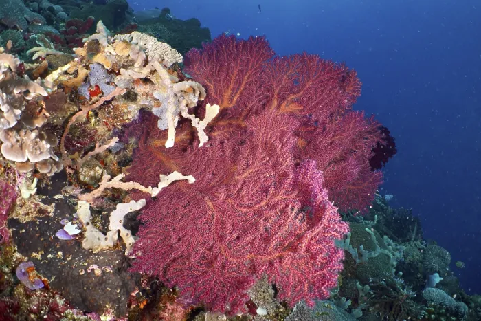 Framed Print : Red knotted fan (Melithaea ochracea) in a colourful underwater landscape