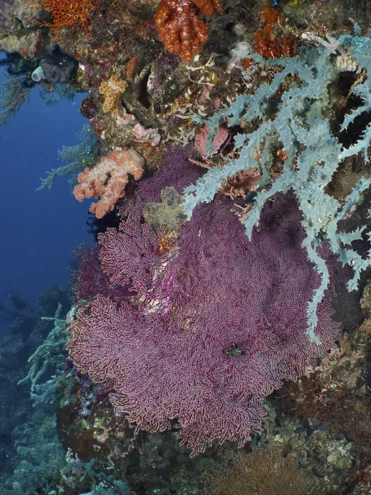 Framed Print : Red knotted fan (Melithaea ochracea) in the middle of a colourful coral reef