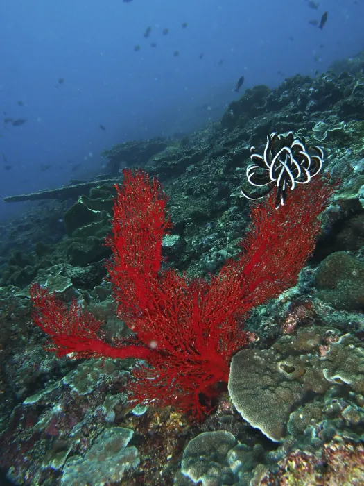 Framed Print : Red knotted fan (Melithaea ochracea) rises up in the deep ocean Framed Print : Red knotted fan (Melithaea ochracea) rises up in the deep ocean