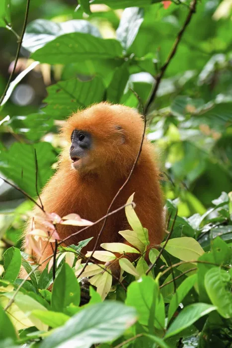 Framed Print : Red leaf monkey (Presbytis rubicunda) in a tree