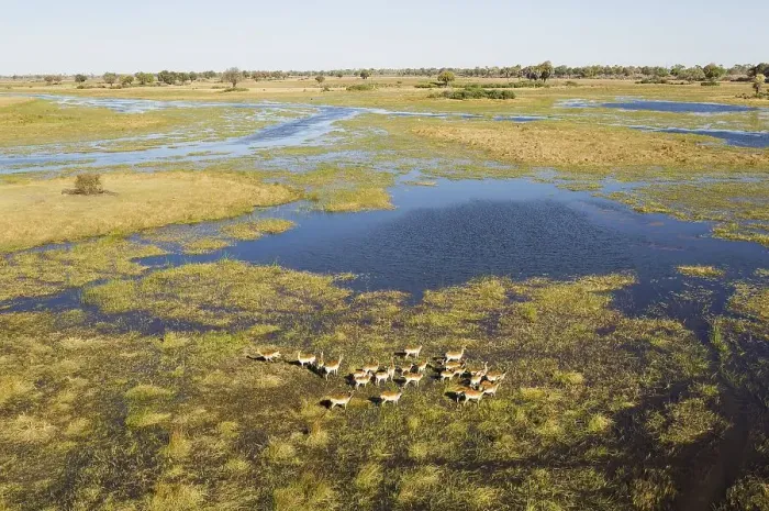 Framed Print : Red Lechwe (Kobus leche leche) herd in the freshwater marshland at the Gomoti River