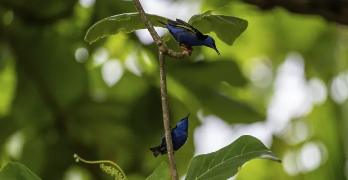 Framed Print : The red-legged honeycreeper (Cyanerpes cyaneus)
