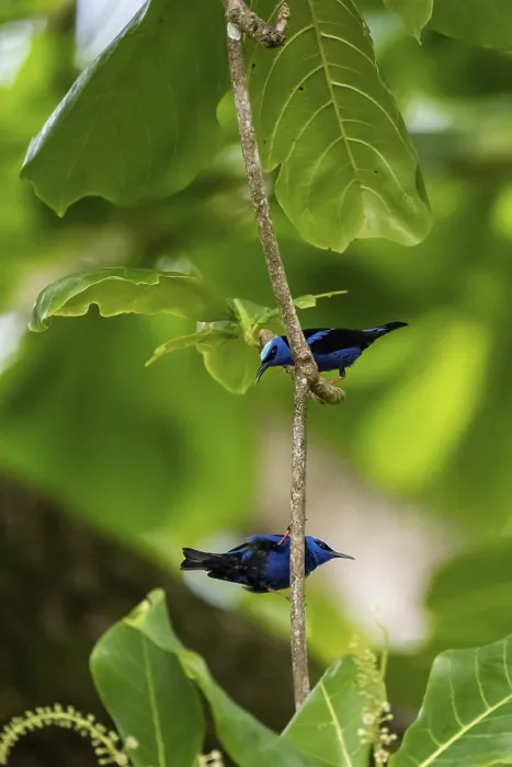 Framed Print : The red-legged honeycreeper (Cyanerpes cyaneus)