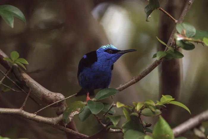 Framed Print : Red-legged honeycreeper Cyanerpes cyaneus tanager bird perched on a tree