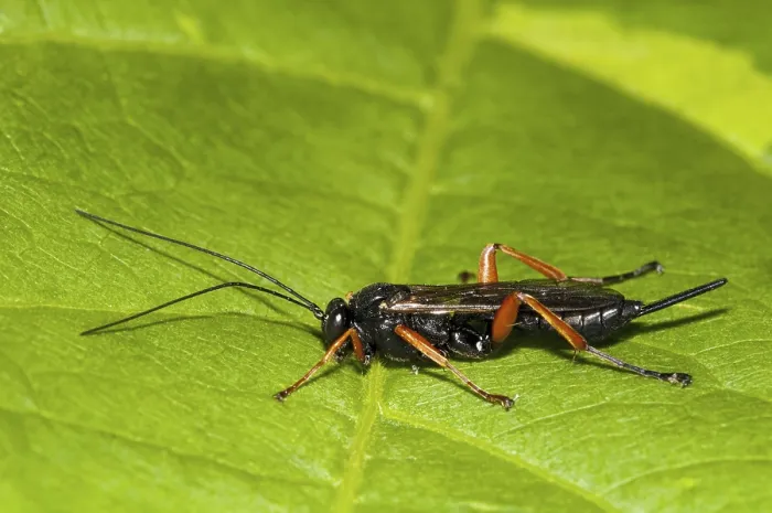 Framed Print : Red-legged Ichneumon Wasp (Pimpla hypochondriaca) adult