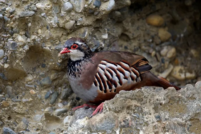Framed Print : Red-legged Partridge (Alectoris rufa)