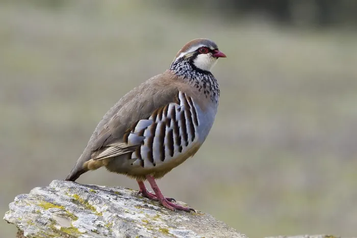 Framed Print : Red-legged Partridge (Alectoris rufa) Framed Print : Red-legged Partridge (Alectoris rufa)
