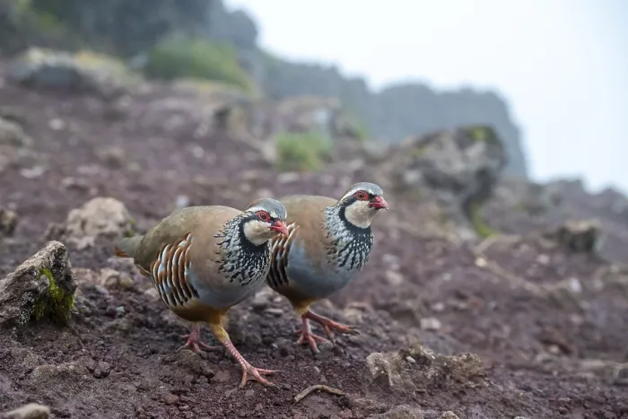 Framed Print : Red-legged partridge (Alectoris rufa)