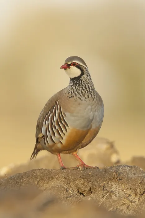Framed Print : Red-legged Partridge (Alectoris rufa) adult