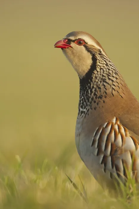 Framed Print : Red-legged Partridge (Alectoris rufa) adult