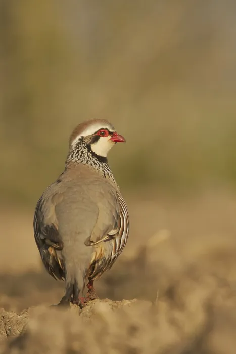 Framed Print : Red-legged Partridge (Alectoris rufa) adult Framed Print : Red-legged Partridge (Alectoris rufa) adult