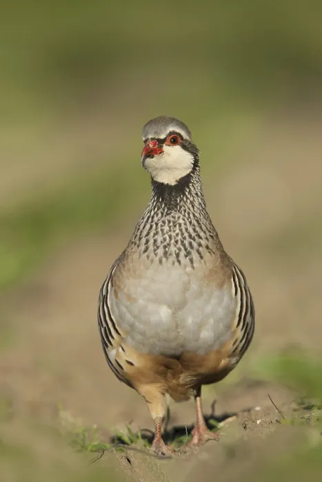 Framed Print : Red-legged Partridge (Alectoris rufa) adult