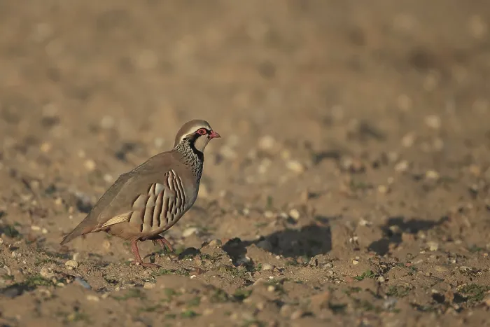 Framed Print : Red-legged Partridge (Alectoris rufa) adult