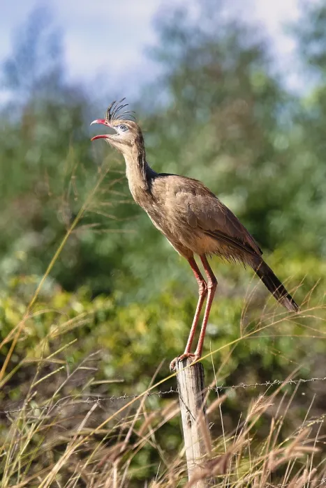 Framed Print : Red-legged Seriema (Cariama cristata) or Crested Seriema standing on a pole
