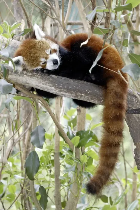 Framed Print : Red or Lesser Panda, Firefox (Ailurus fulgens fulgens)