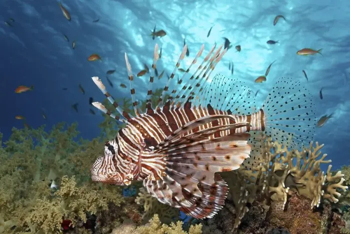 Framed Print : Red Lionfish (Pterois volitans)